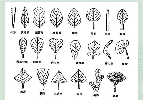 葉子尖尖的植物|有哪些植物的叶子尖尖的？